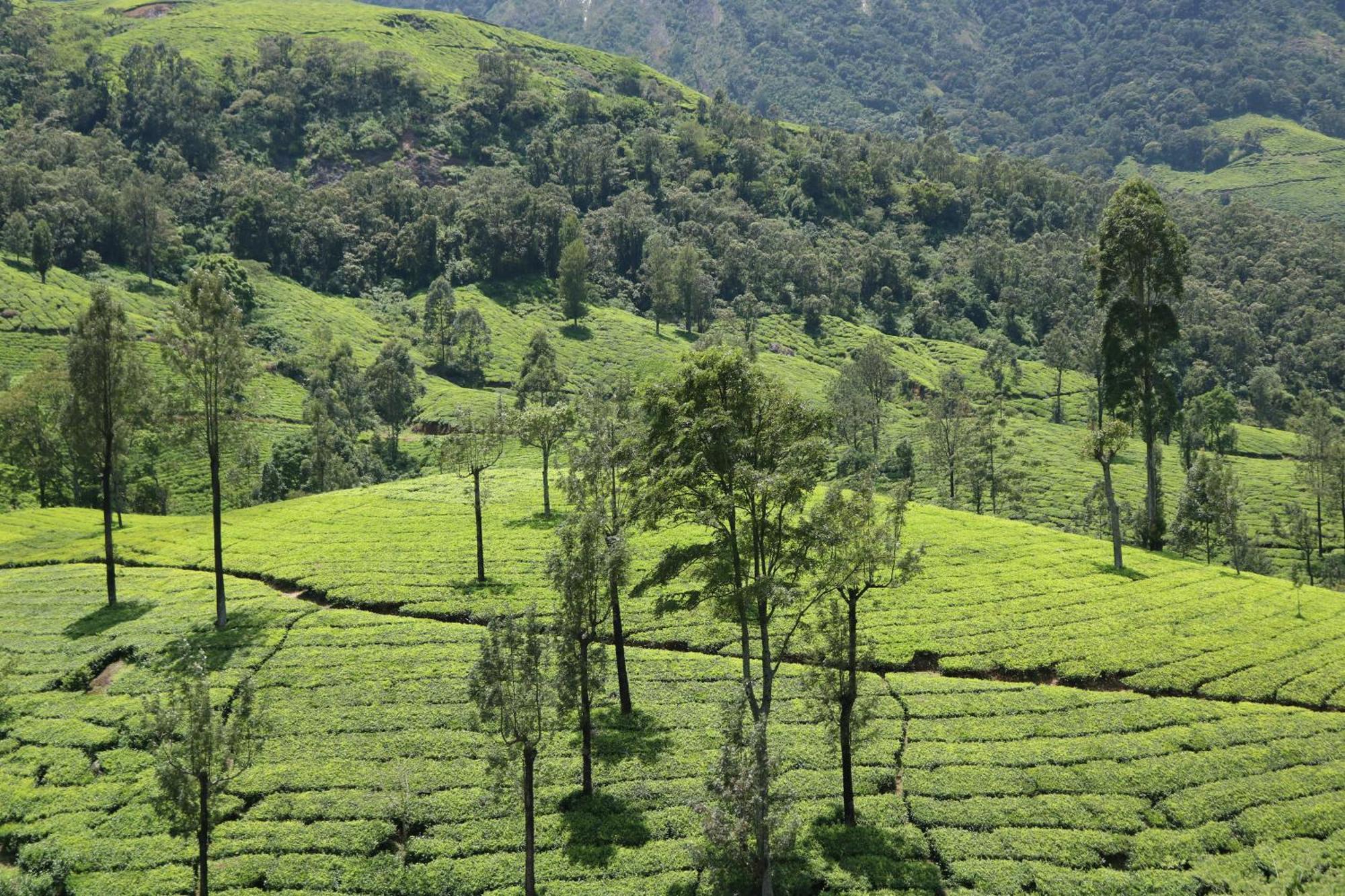 Asprin Homestay Munnar Kültér fotó